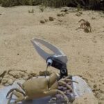 robotlar-ve-canlilar-arasinda-savas-basladi-robot-yengec-parcalara-ayrildi-QCCgX1yr.jpg