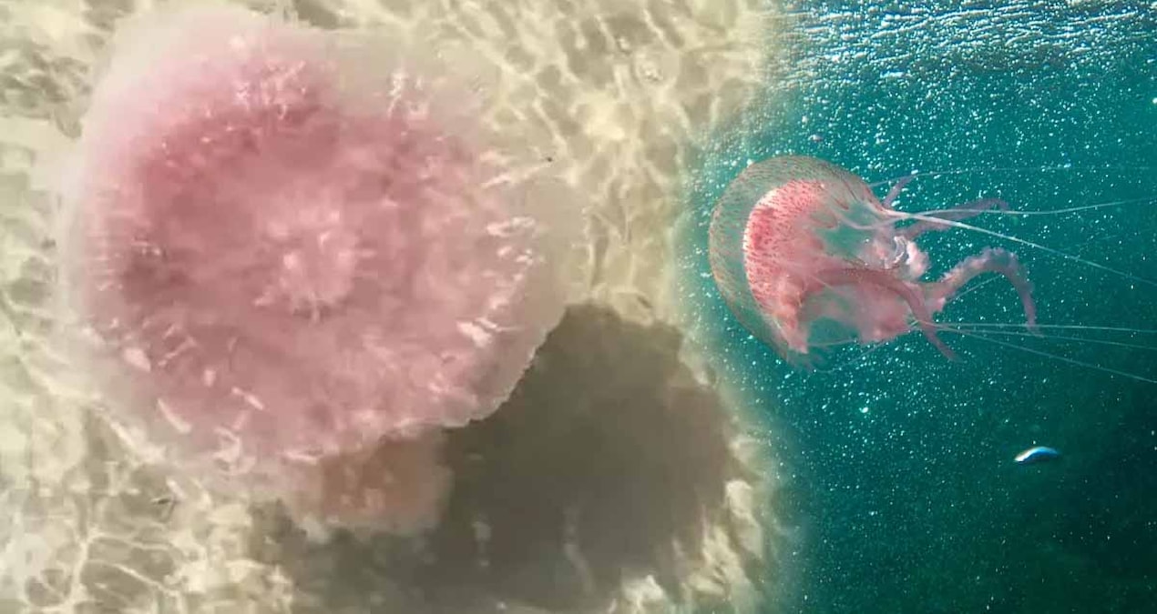 50 kiloluk dev denizanası kıyıya vurdu, herkes kaçıştı ama gerçek çok başkaydı…