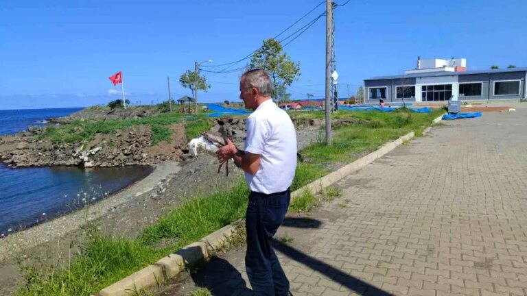 giresunda-bir-marti-kurtarildi-1JUHNmy3.jpg