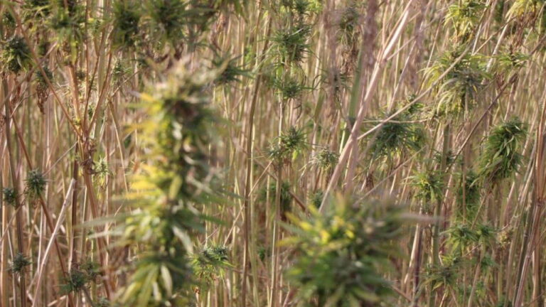 kenevir hasadinda hayal kirikligi ekim alani 6 bin 500 dekardan 850 dekara dustu ZsGvtR24.jpg