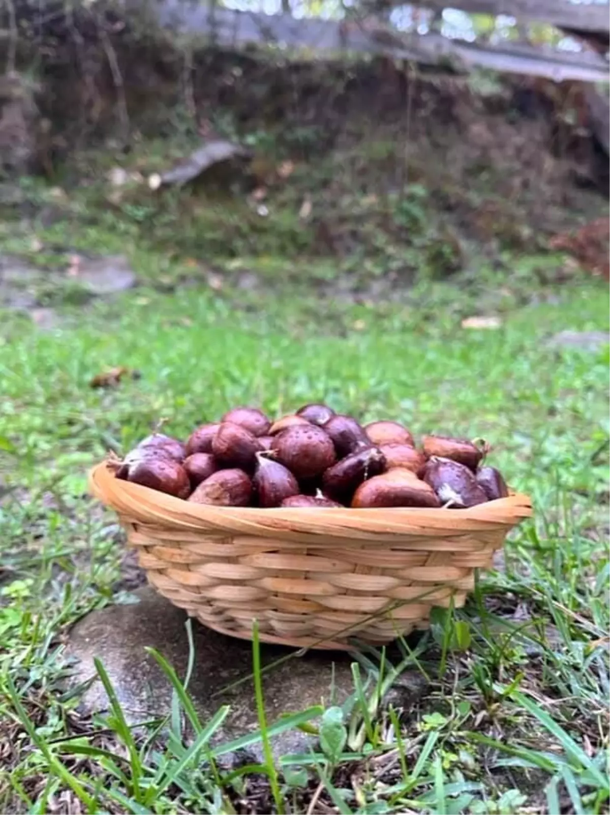 sinopta kestane sezonu basladi gelenegi yasatiyorlar tPxPBLsU.jpg