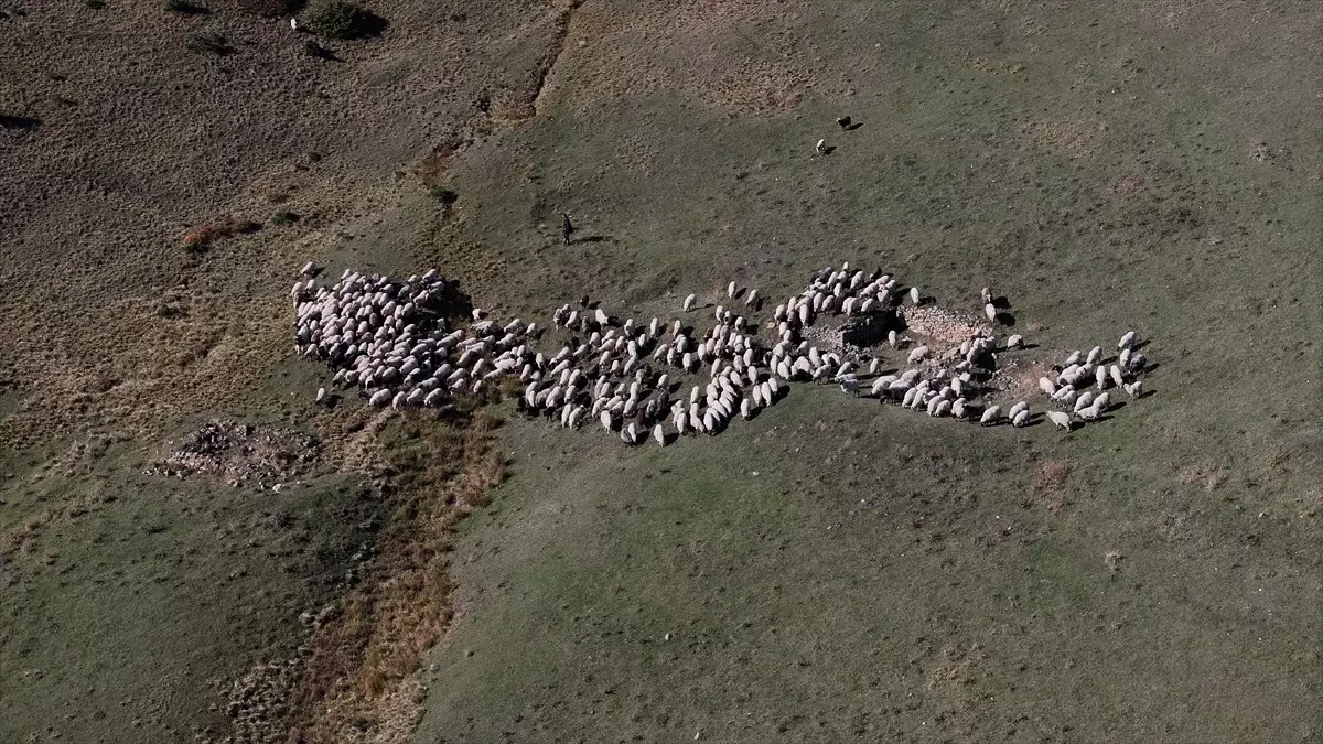 zigana daginda sonbahar pastoral hayati Xy8NLNAY.jpg