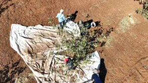 idilde fistik hasadi bereket getirdi SySiN4hQ.jpg