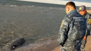 kazakistanin hazar denizi kiyisinda 100den fazla fok olu bulundu aEHzM619.webp