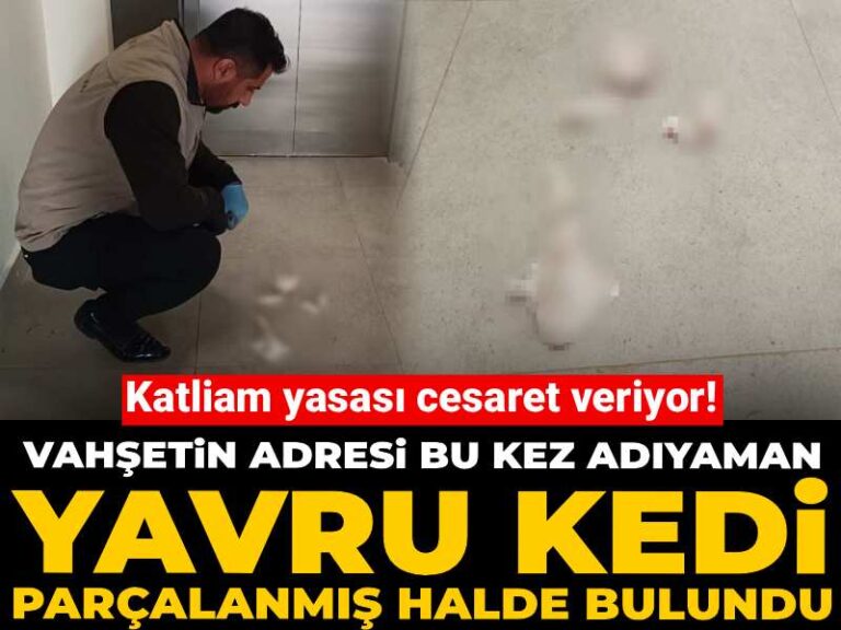 katliam-yasasi-cesaret-veriyor-vahsetin-adresi-bu-kez-adiyaman-yavru-kedi-parcalanmis-halde-bulundu-w9y7tYwS