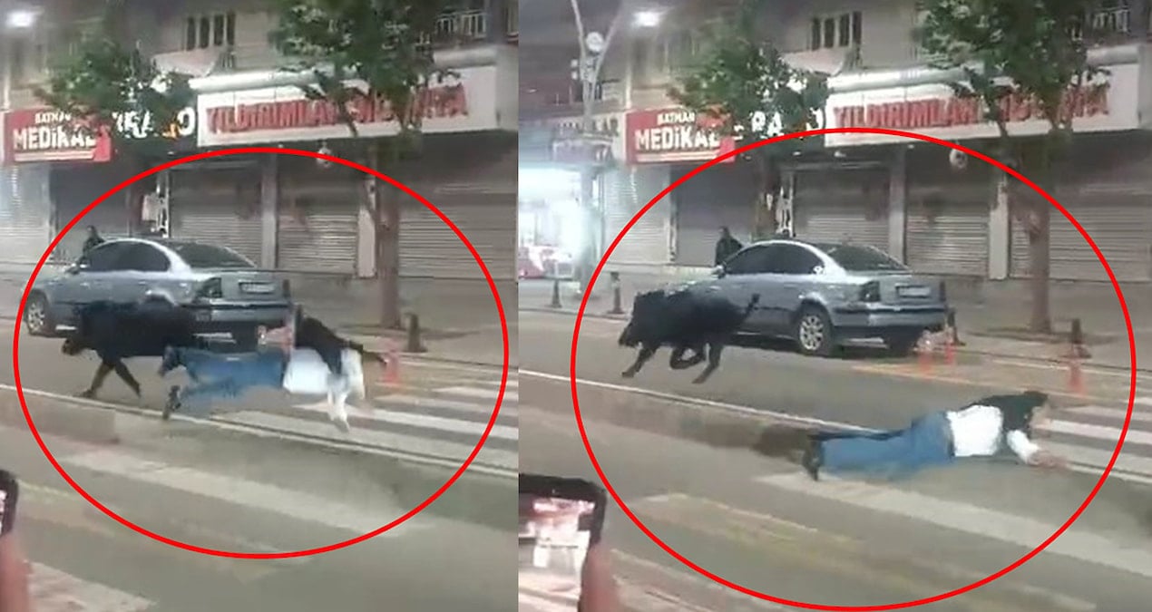 Şehir Merkezine İnen Yaban Domuzu Paniğe Neden Oldu: Yaralılar Hastaneye Kaldırıldı