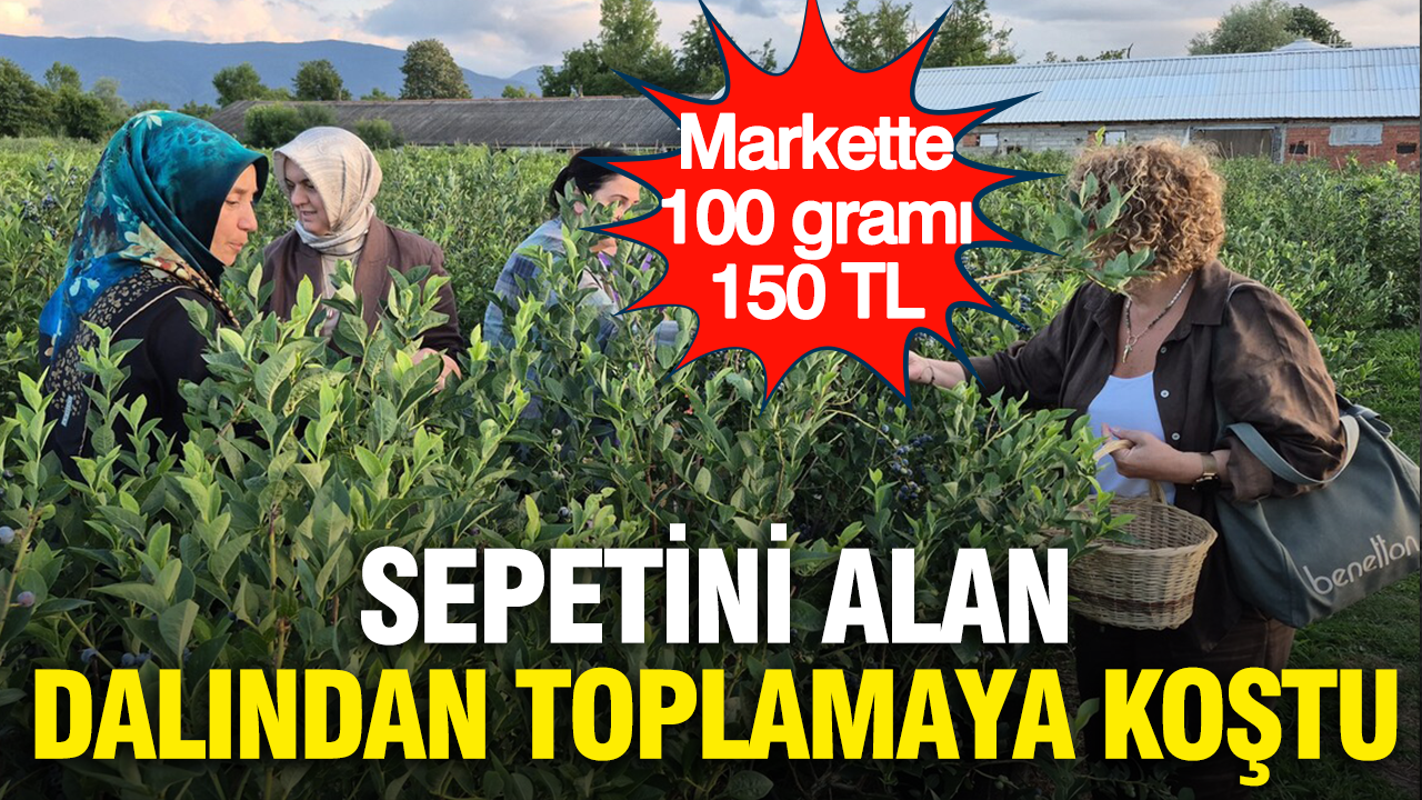 Markette 100 grami 150 tl sepetini alan dalindan toplamaya kostu emxLt7zH